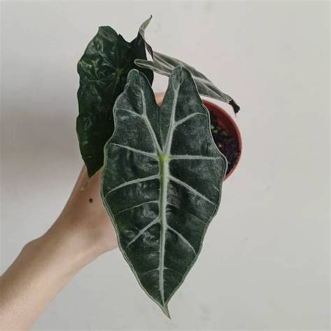 觀音葉植物|觀音蓮 (Alocasia amazonica)